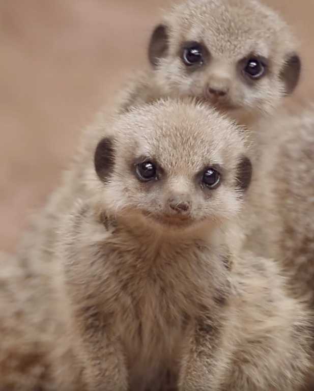 Close up of an innocent face of Meerkat baby