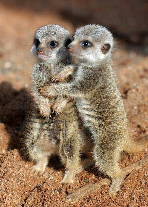 Baby Meerkat pictures