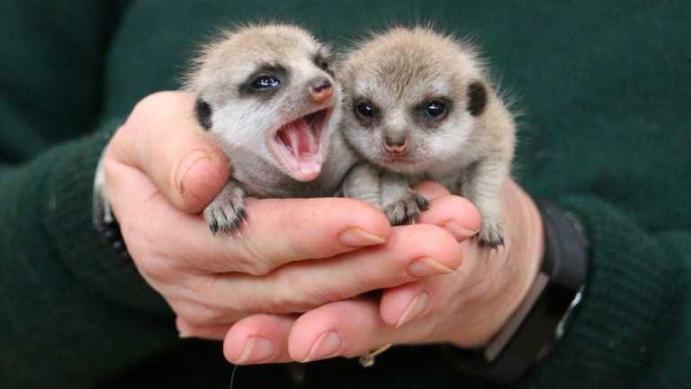 Baby Meerkat pictures