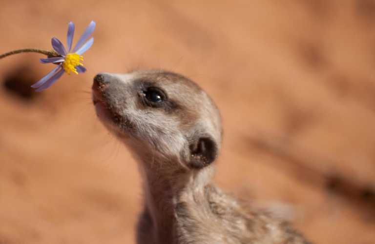 Baby meerkat picture