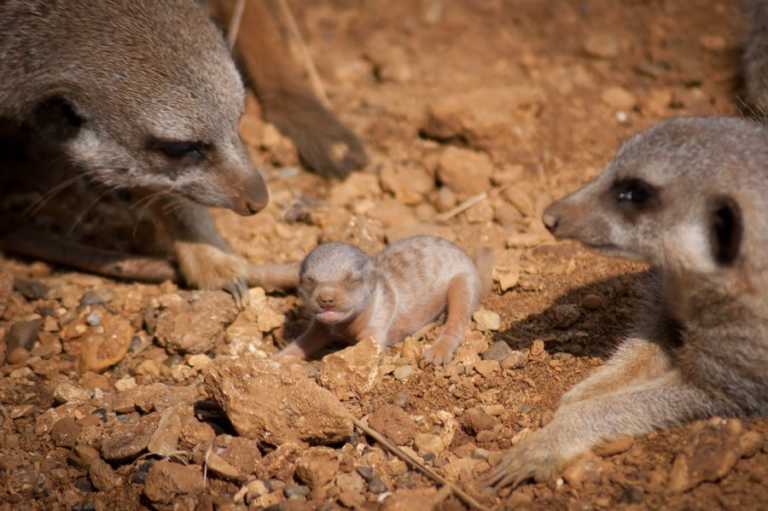 Baby meerkat picture