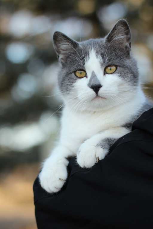 Grey and white cat9