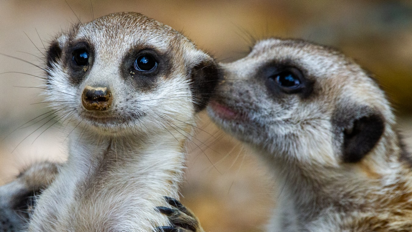 35 Clearest and cutest Meerkat pictures – Premium high res photos