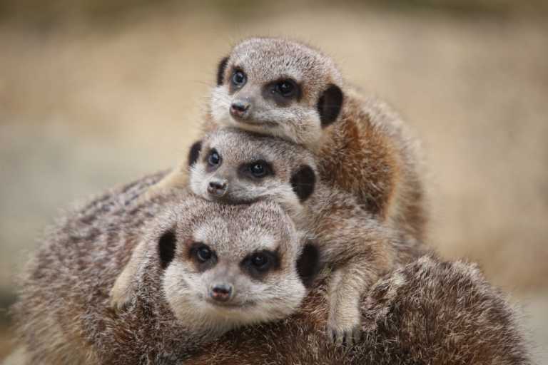 Meerkat family pictures 