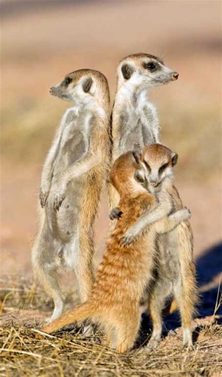 Meerkat family pictures 