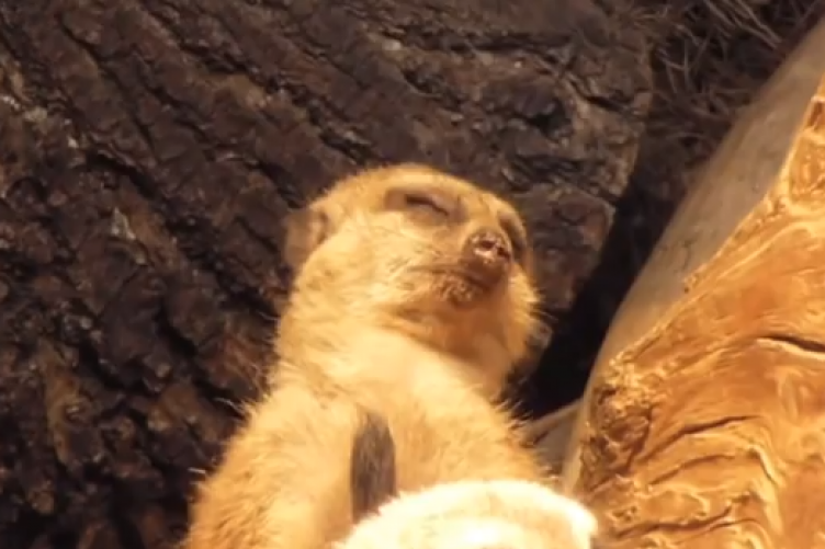 Sleepy Meerkat pictures