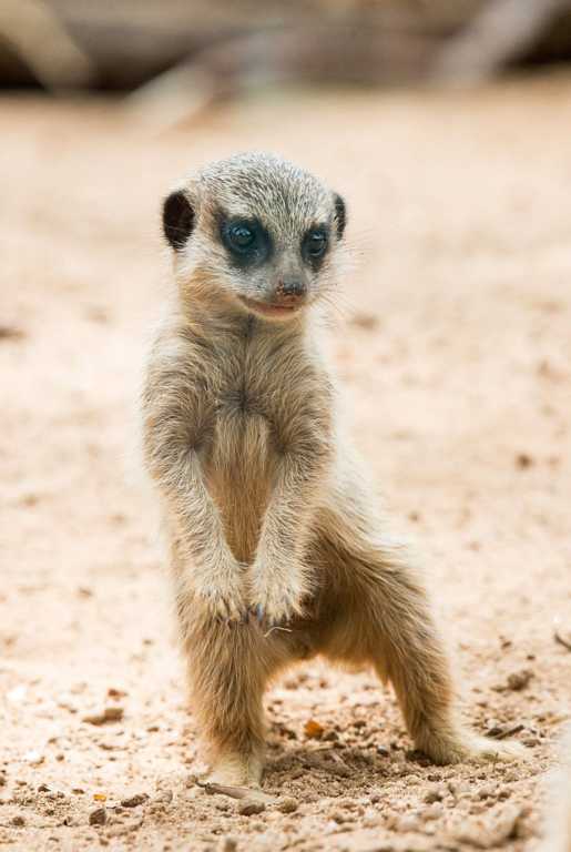 baby meerkat pictures