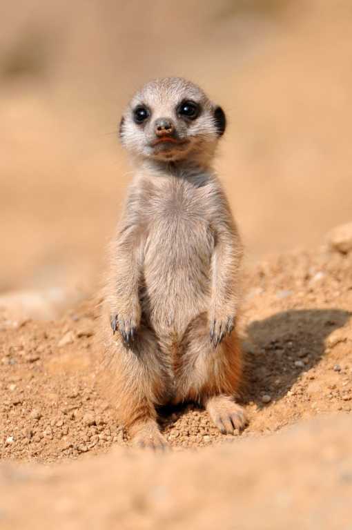 baby meerkat picture