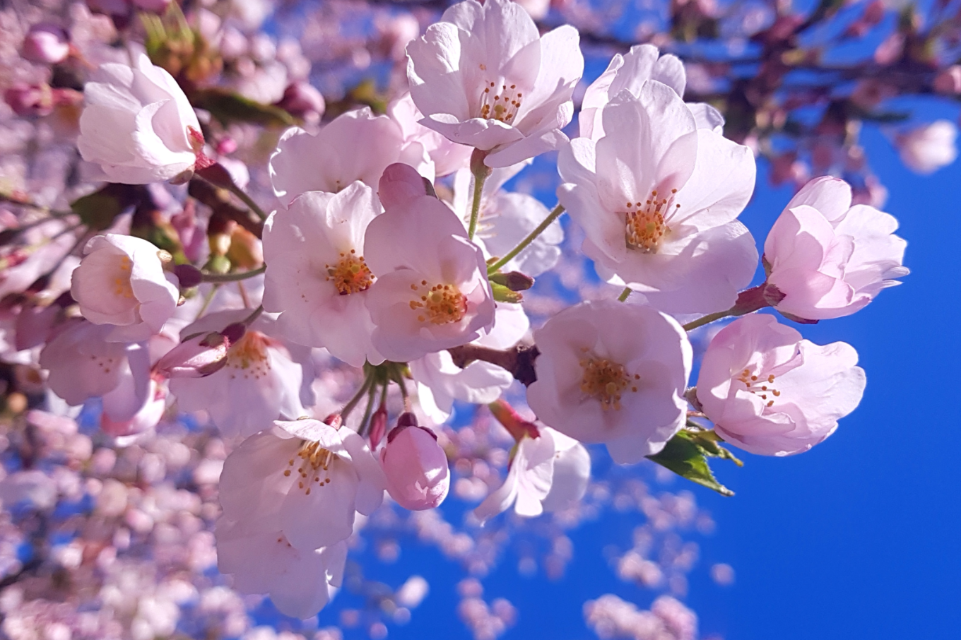 Most stunning Cherry blossom background in all the world – HD Wallpapers for PC, Laptop or Mobile Phone