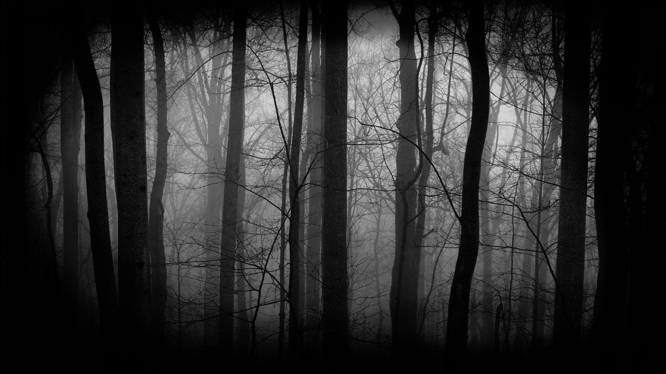30+ Best Dark Forest Background For PC, Laptop and Phone – HD Pictures for free