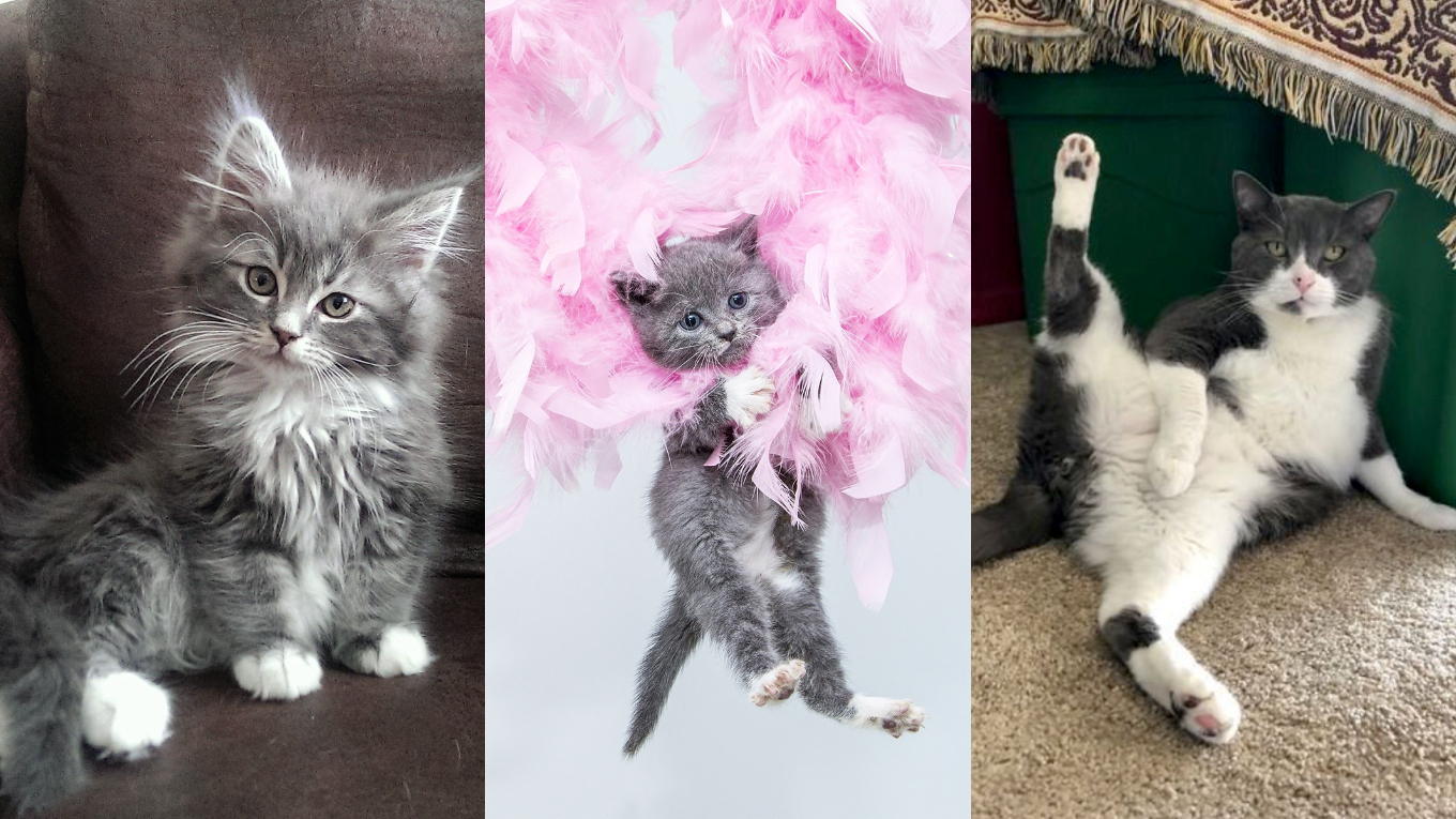 27 Cutest grey and white cat pictures – Meme moments will get your mood up