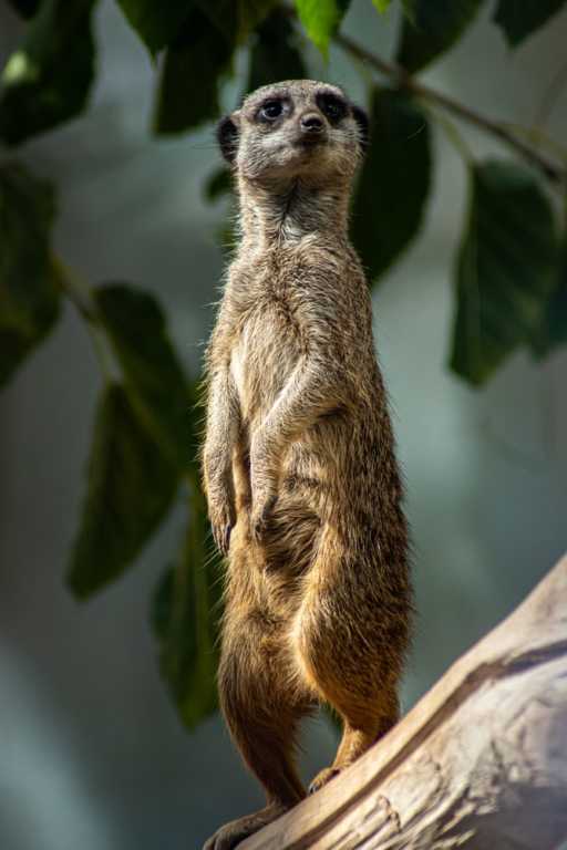 meerkat standing pictures