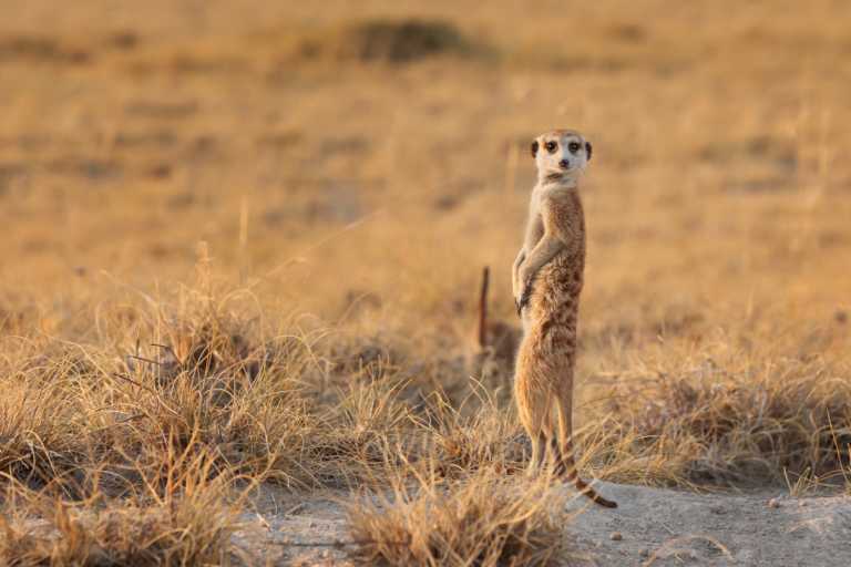 meerkat standing picture