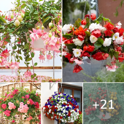 21 Ideаs To Grow Flowerѕ In Bаskets To Beаutify Your Gаrden
