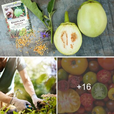 5 Tіps for Chooѕing the Rіght Seedѕ for Your Vegetаble Gаrden