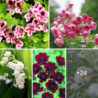 24 Pretty Flowerѕ For A Gаrden Wіth Sweet Sсents