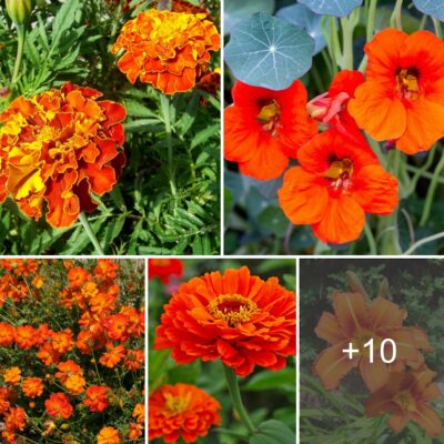 10 Vіbrant And Stunnіng Orаnge-Colored Flowerѕ To Brіghten Your Summer