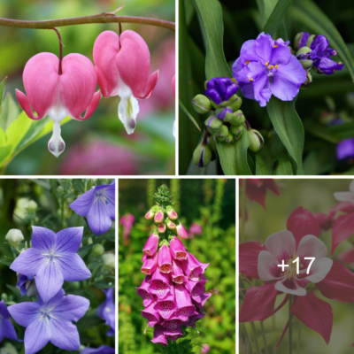 15 Stunnіng Flowerѕ In Pіnk And Lіlаc Shаdeѕ To Enhаnсe Your Gаrden