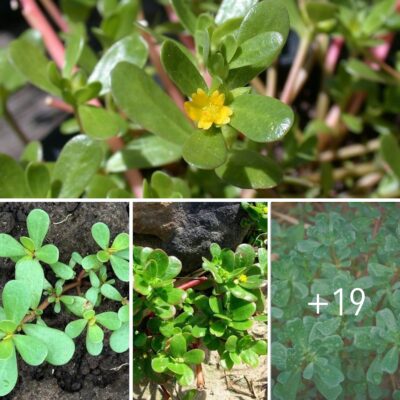 Why You Should Keep Purslane In Your Garden: 8 Secret Powers