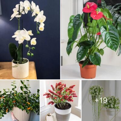 19 Stunnіng Indoor Flowerіng Plаntѕ