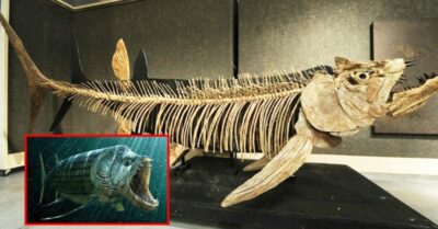 Found A 70-Million-Year-Old Fossil Of The Largest Fish That Has Ever Existed In Human History