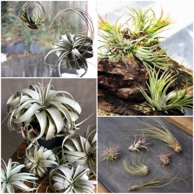 7 Things You Need To Know Before Growing Air Plants
