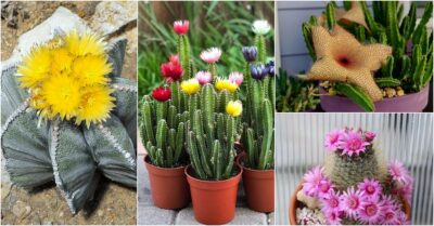 17 Beautiful Flowering Cactus That Will Brighten Up Your Space And Mood