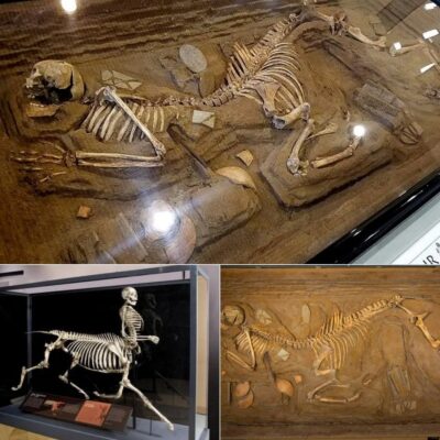 An Excavated Centaur Skeleton from 1980