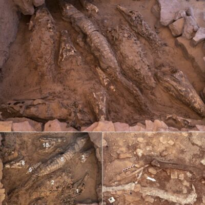 See 2,000-year-old Mummified crocodiles found in Egyptian tomb