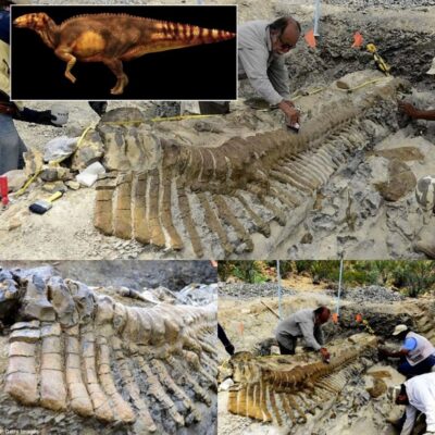 Unveiling the Mystery: Archaeologists Intrigued by the Puzzling Discovery of a 72- Million-Year-Old Dinosaur Tail in the Mexican Desert.
